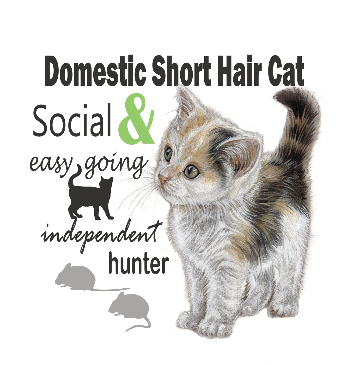 Tas Domestic Shorthair Cat - Europese korthaar kat