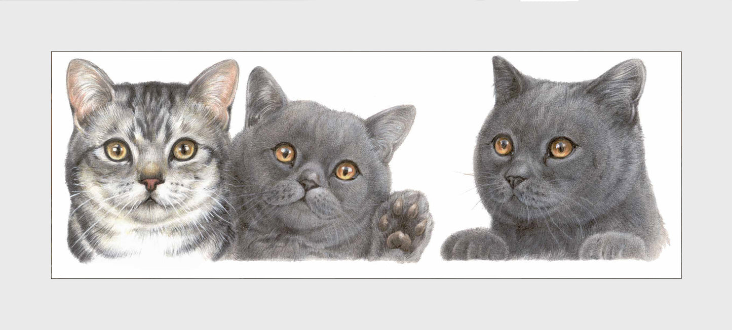 Reproduction "British Shorthair".