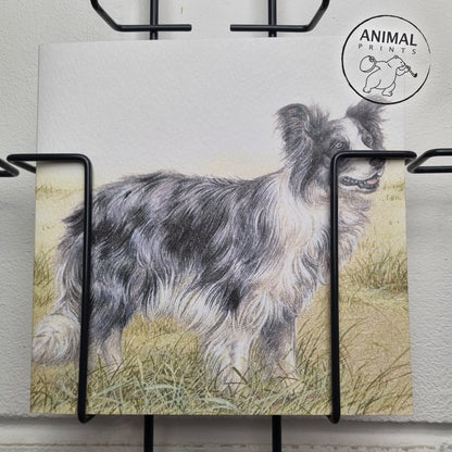 Square card - A beautiful Border Collie, blue Merle