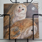 Square card - Barn owls always remain a special appearance