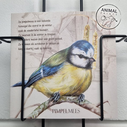 Square card - Blue Tit