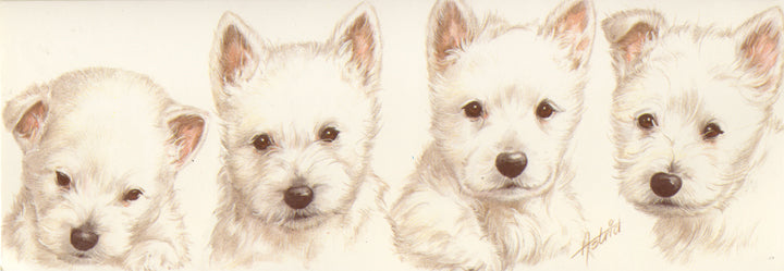 Narrow cards - West Highland White Terrier 