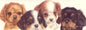 Schmale Karten – Cavalier King Charles Spaniels