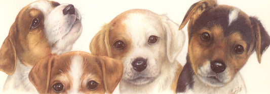 Schmale Karten - Jack Russell Terrier 