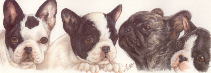 Schmale Karten - Französische Bulldogge 