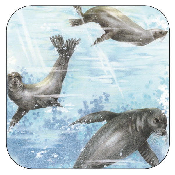 Coaster per 3 pieces Seals