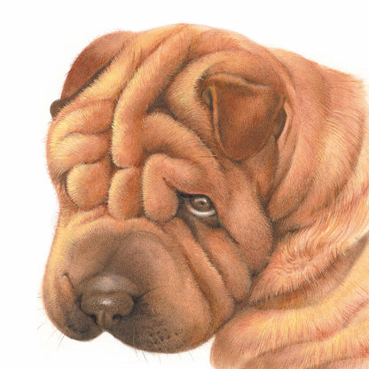 Vierkante kaart - Sorry, Sharpei heeft spijt (honden print)