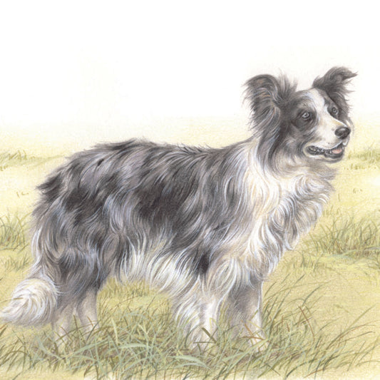 Square card - A beautiful Border Collie, blue Merle