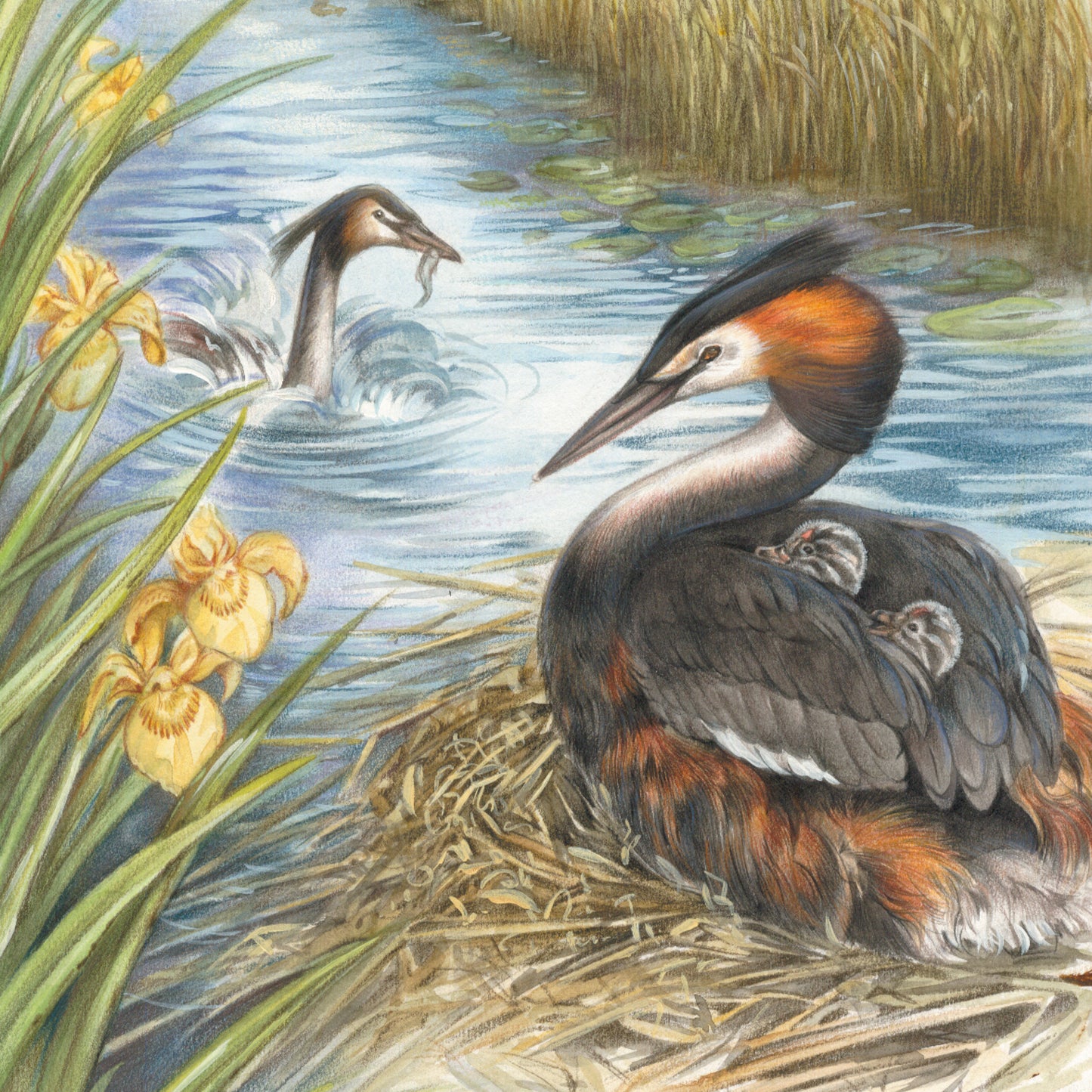 Square card - Grebe, with boy between the wings.