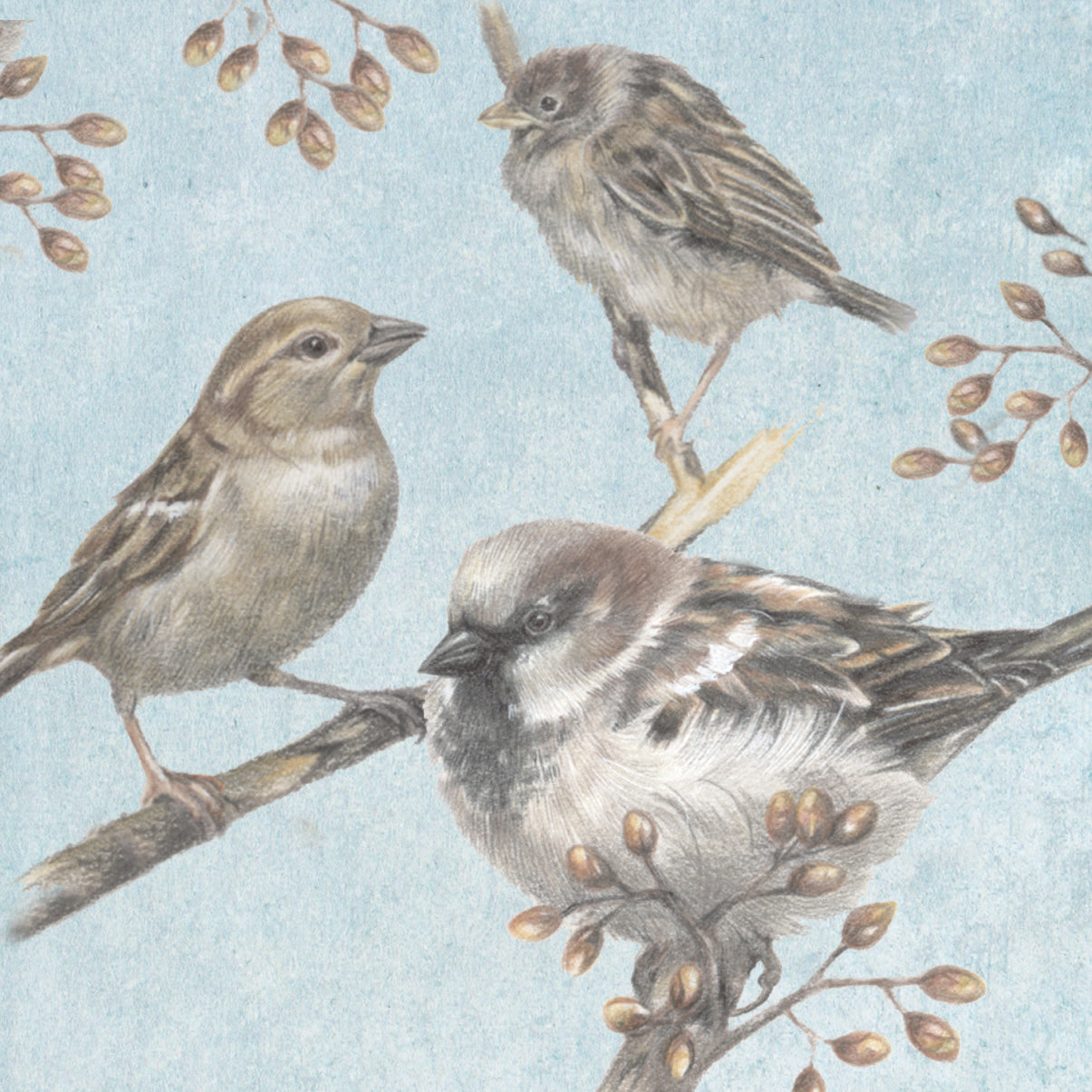 Square card - House sparrows collage