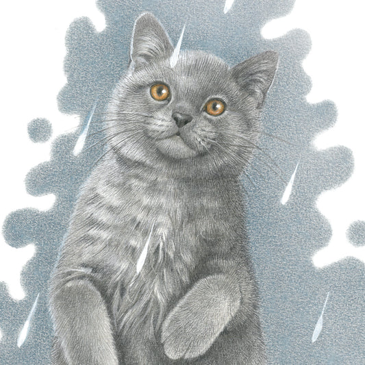 Square card - It's Raining Cat's - British Shorthair