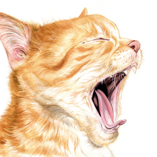 Square Card - Yawning Kittens Don't Bite...