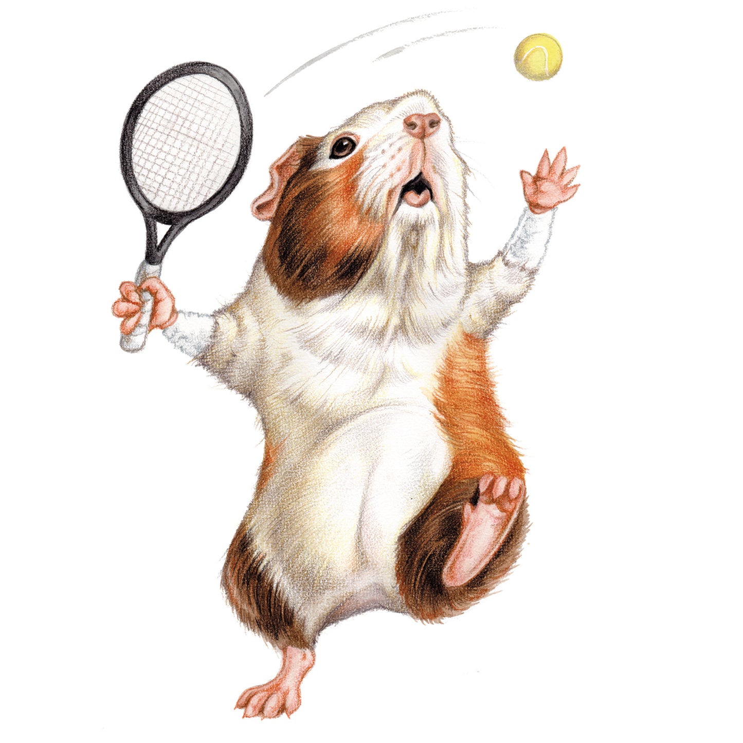 Quadratische Karte - Meerschweinchen-Tennis